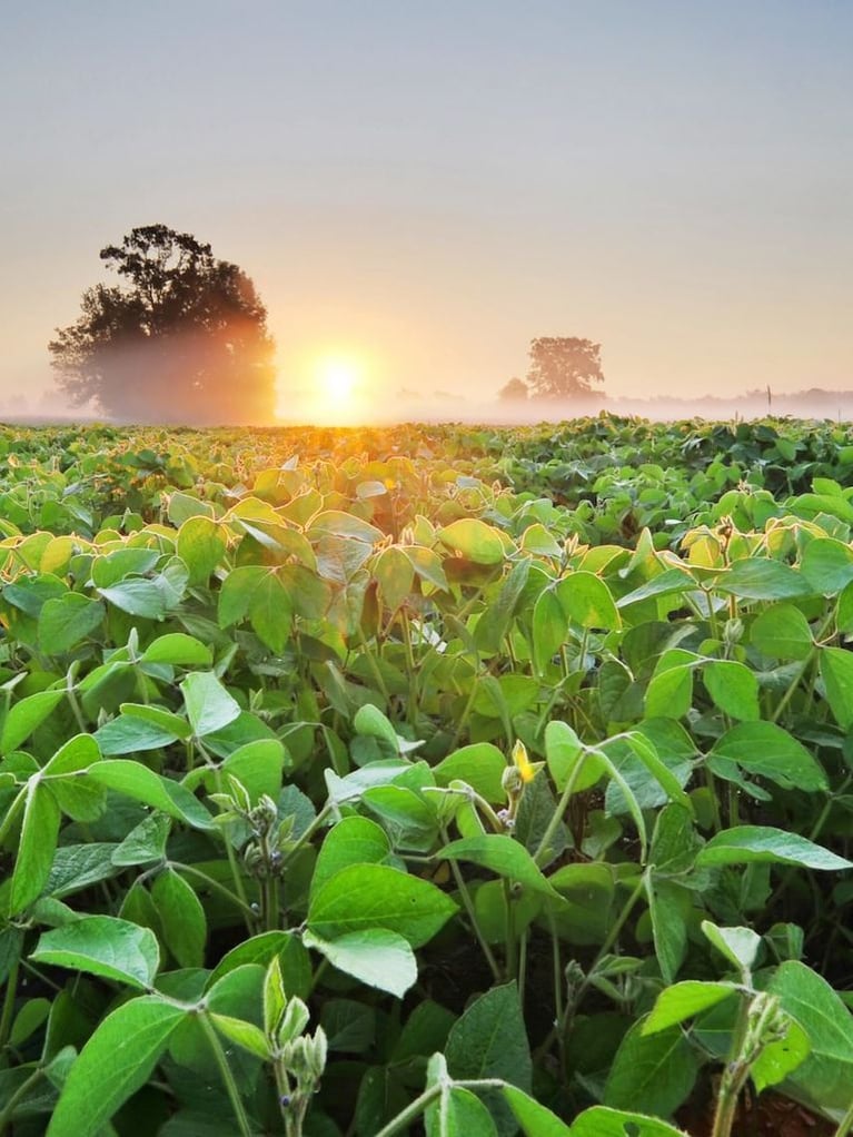 soybean field at sunrise 2