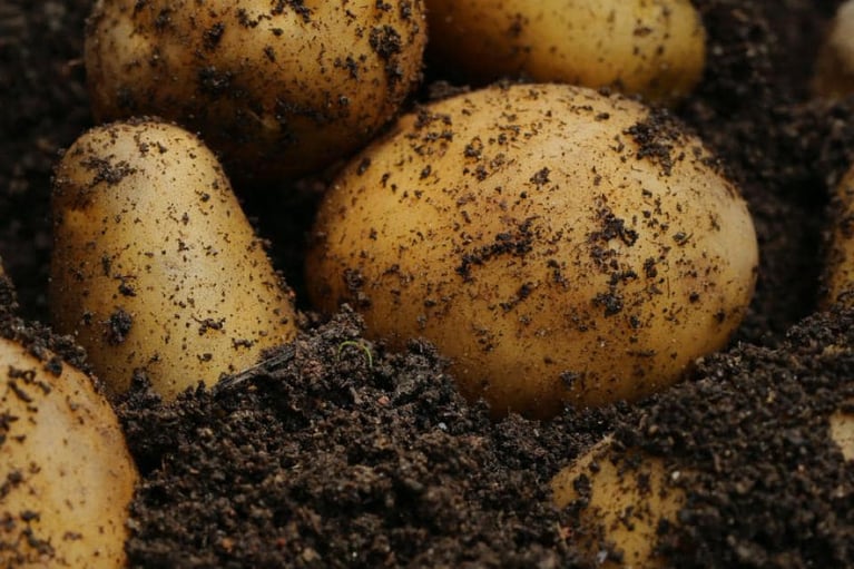 potatoes in soil