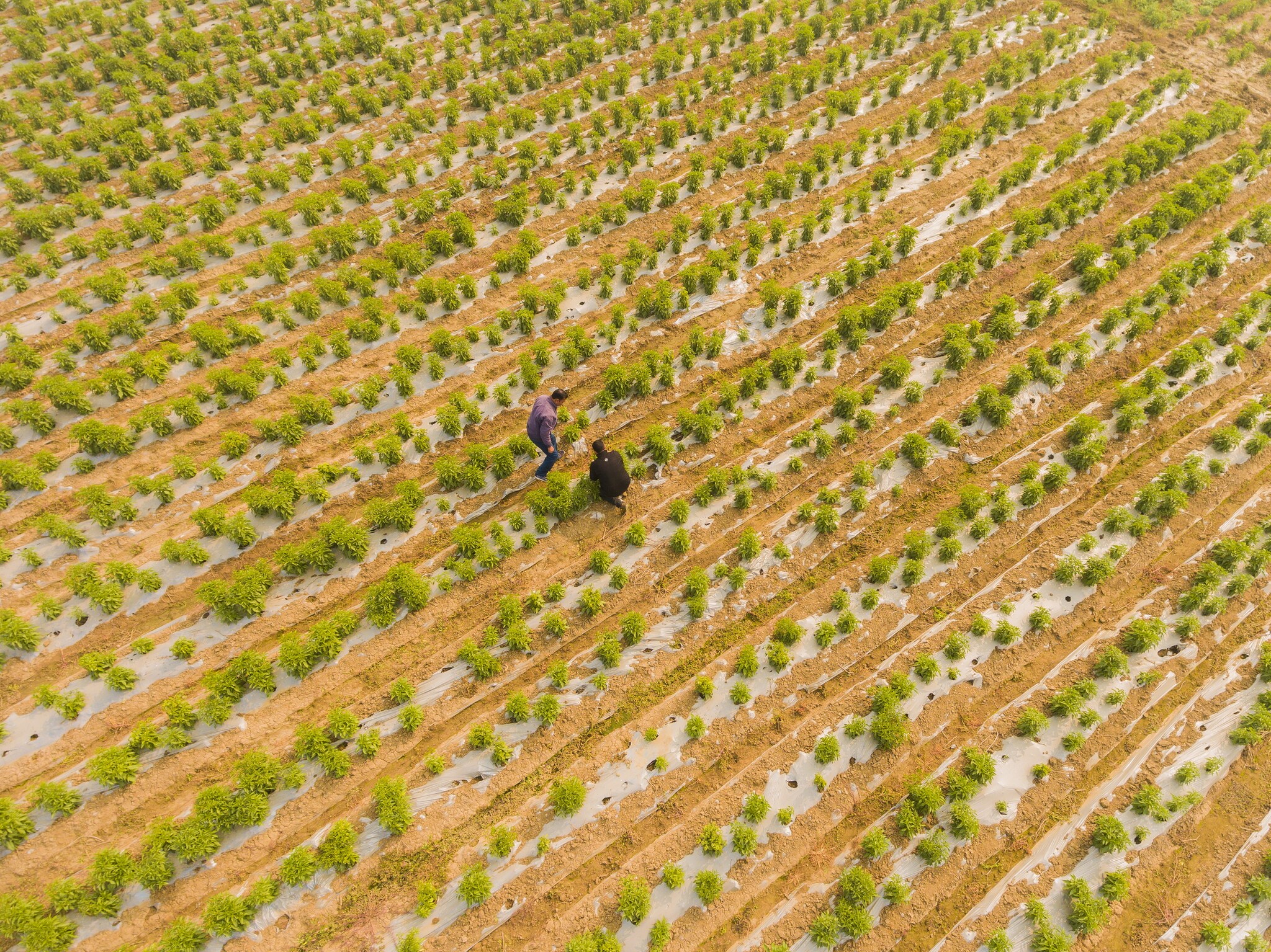 03 farm 3 pappu singh dji 0047