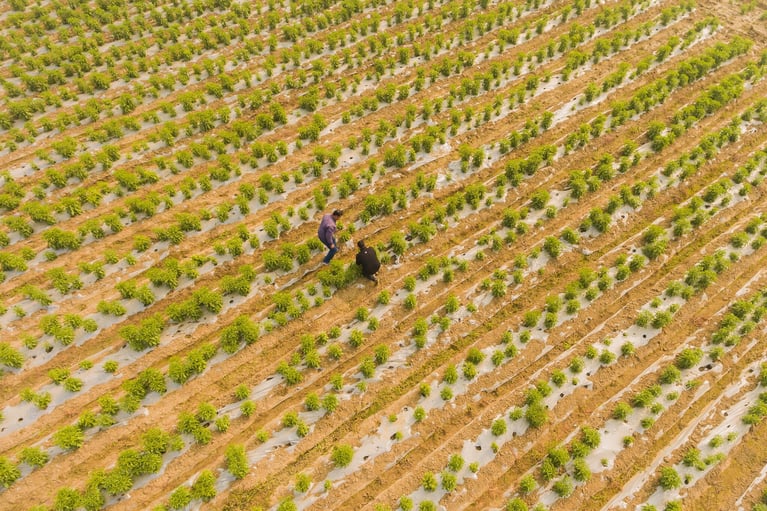 03 farm 3 pappu singh dji 0047