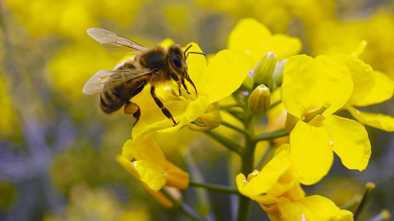 honey bee on rape flower