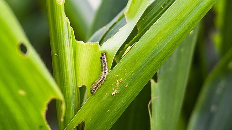04-galerie05_worm_740x416.jpg