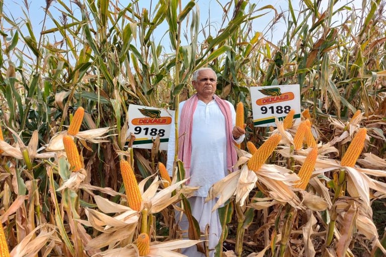 A corn farmer in Bihar displays his corn crop cultivated with Dekalb hybrids