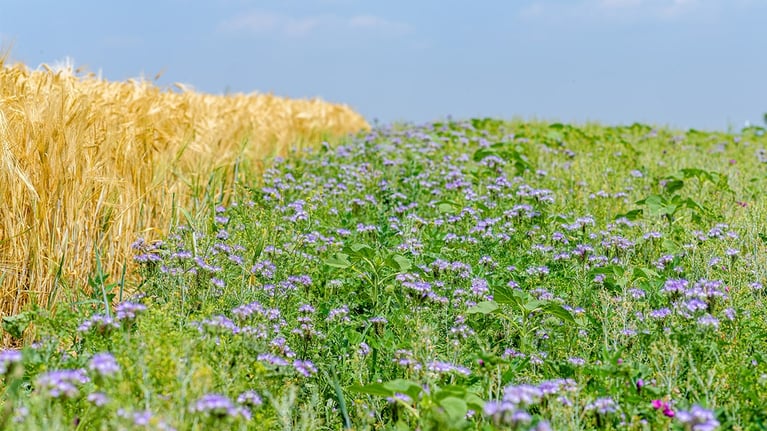 Campo agrícola con cultivo de cereal junto a vegetación verde con flores en primer plano, paisaje agrícola y manejo sostenible del suelo