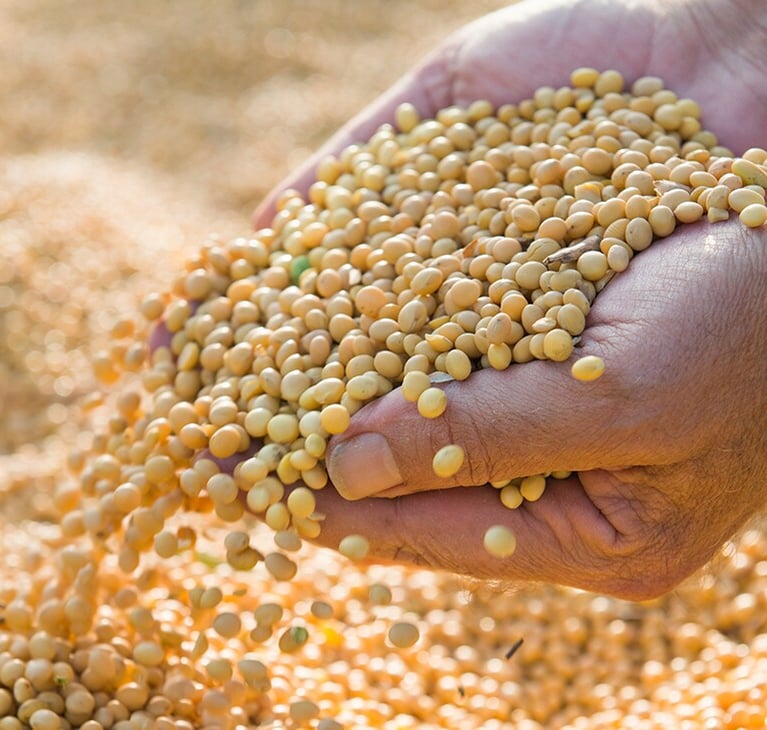 hand with soyabeans 2