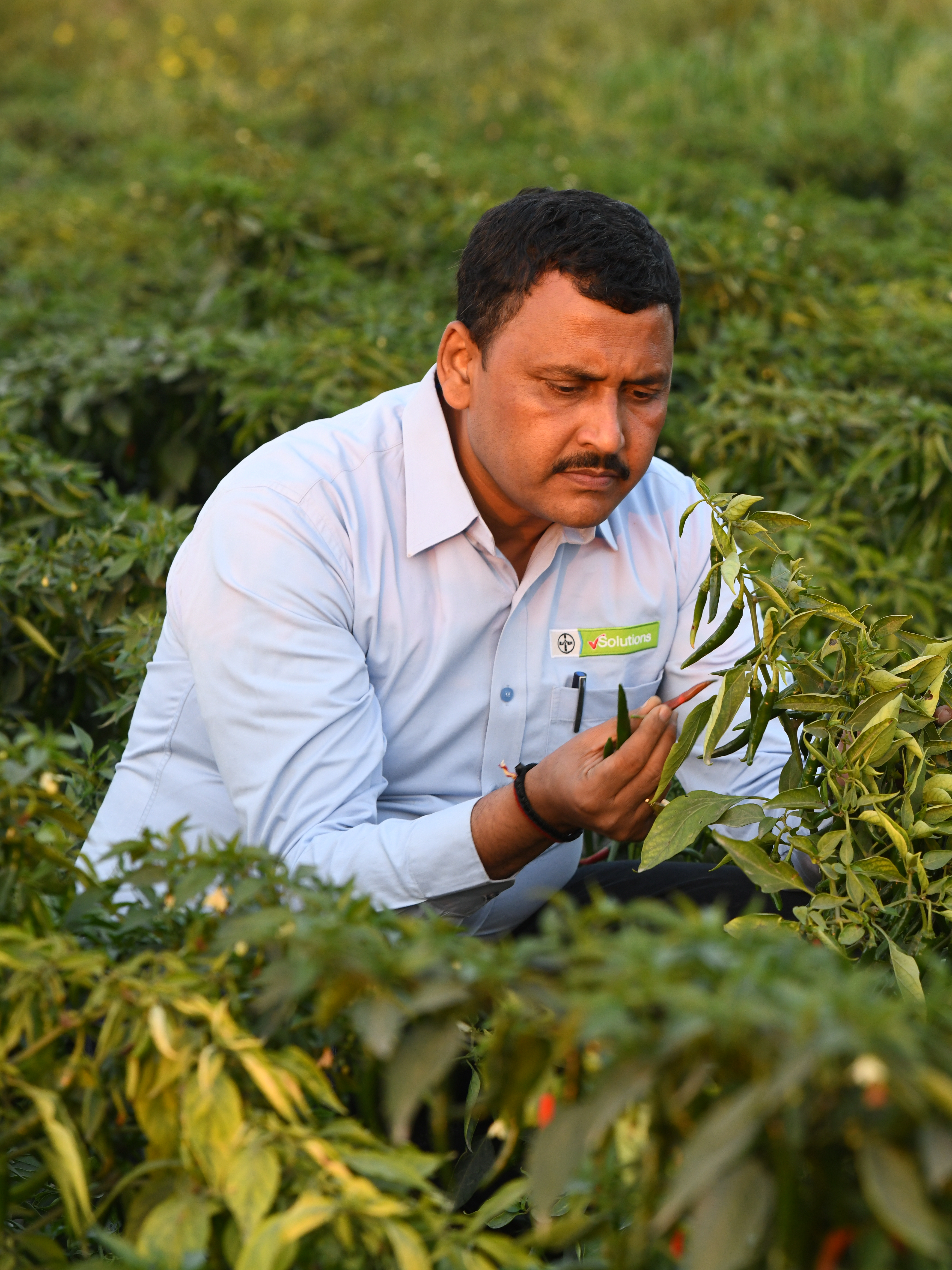 crop_expert_person_in_a_chilli_field.jpg