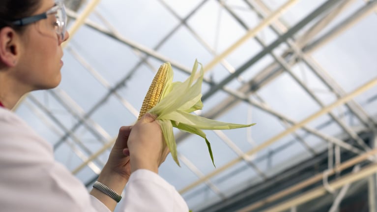 Investigación en invernadero con planta de maíz en mano, evaluación de cultivos en procesos de breeding y mejoramiento genético en agricultura