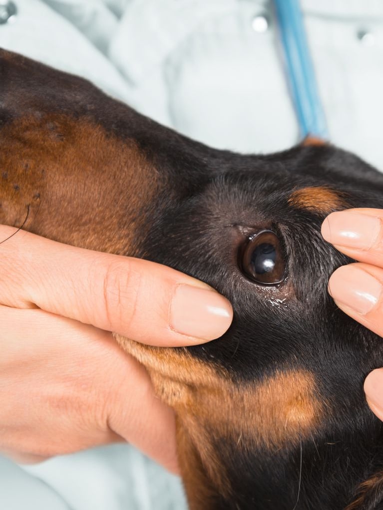 Doctor_examing_dogs_eye.jpg