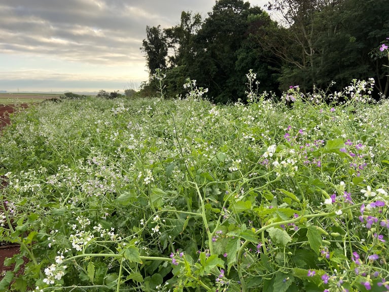 10-cover-crop-plants.jpg