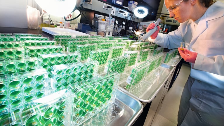 Investigación en laboratorio con bandejas de muestras vegetales y análisis de plantas, breeding de precisión y mejoramiento genético en agricultura