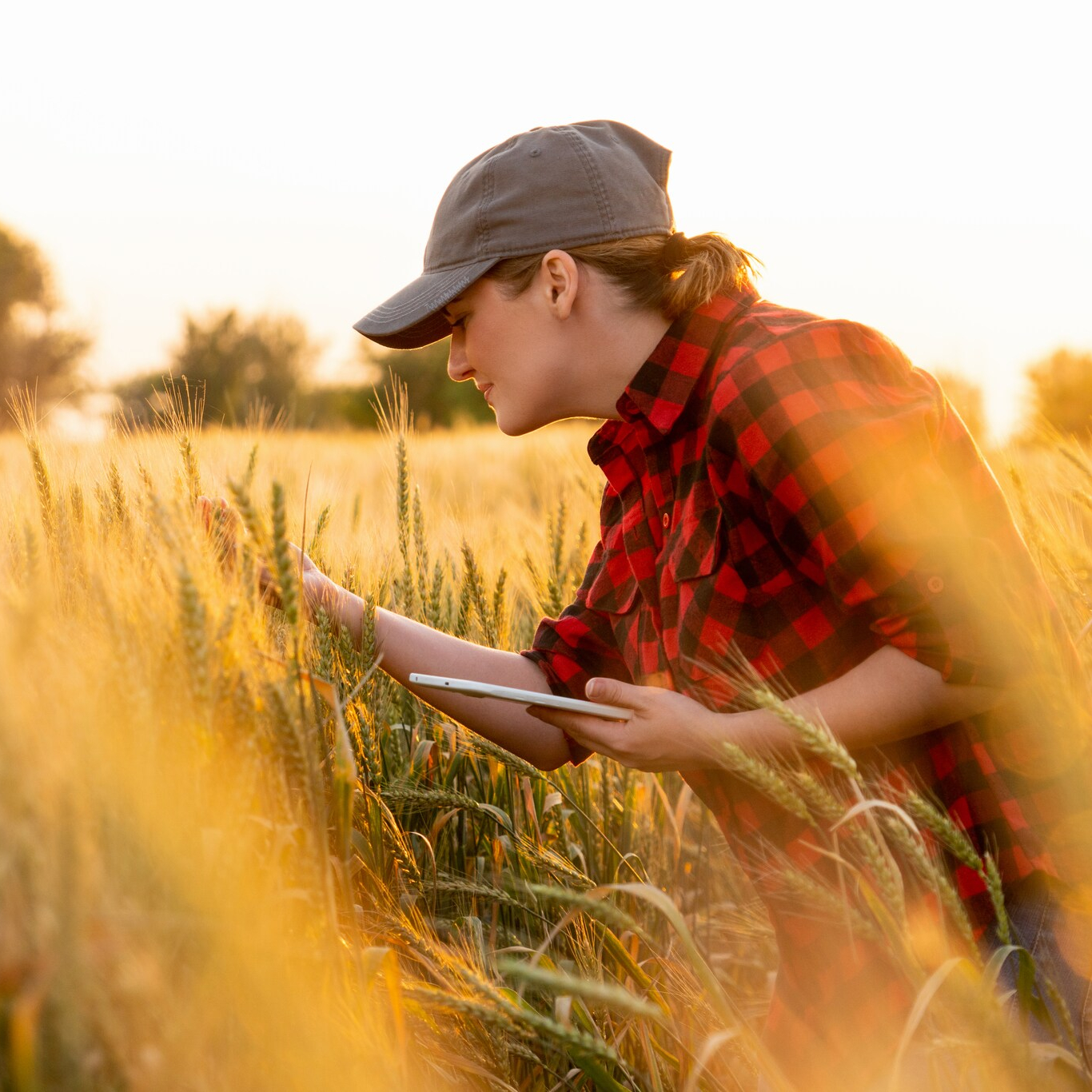 female farmer examining crop