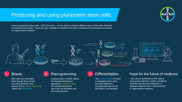 190716_stemcellFunction04[3]_0.png