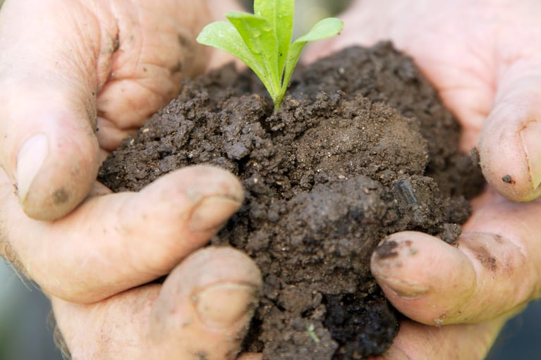 Hands holding soil with a young plant seedling, representing Bayer’s commitment to sustainability, environmental stewardship and responsible resource management.