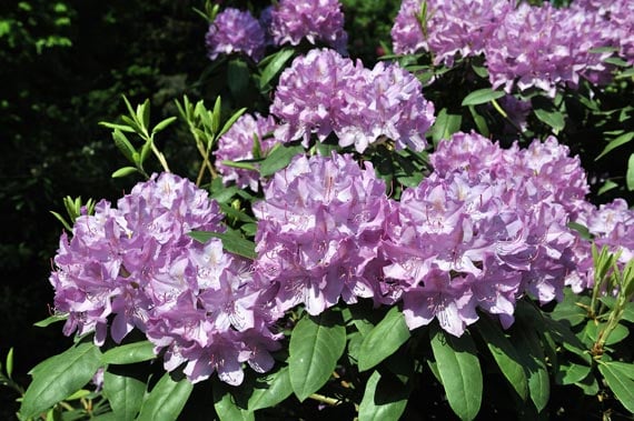 2-japanese-garden-blooming-landscape.jpg