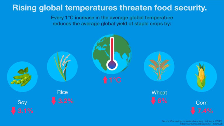 Infographic showing how rising global temperatures can reduce crop yields. The graphic illustrates that a 1°C increase in average global temperature is associated with lower yields for major crops, including corn, wheat, rice and soy, highlighting the growing challenge of climate change for global food security.
