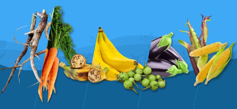 Verschiedene Obst- und Gemüsesorten, die die Auswirkungen der Pflanzenzüchtung auf die Vielfalt der Nutzpflanzen, die Lebensmittelproduktion und die landwirtschaftliche Innovation zeigen.