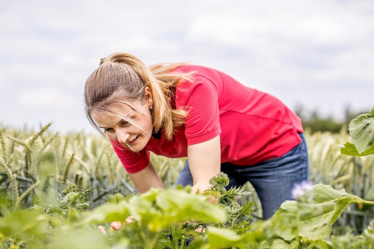 employee in a wheat field m