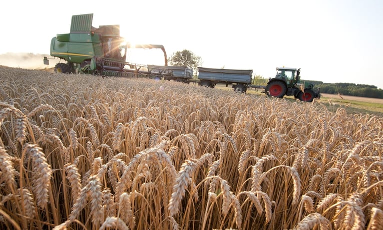 WheatCoverCrop1 0