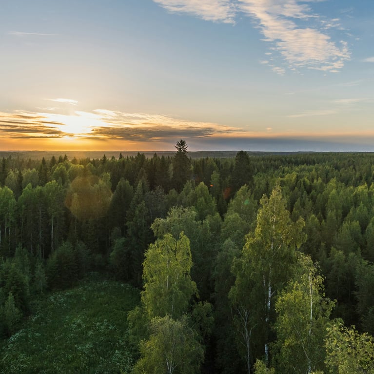 Vihreä metsä auringonlaskussa kirkkaan sinisen taivaan alla.