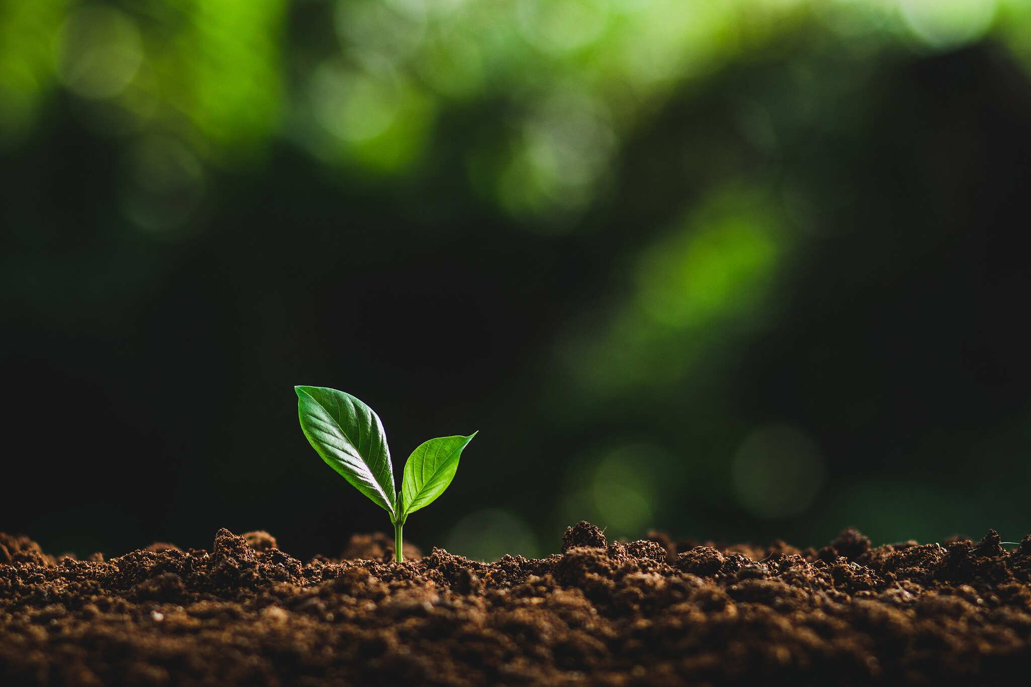regenerative ag image