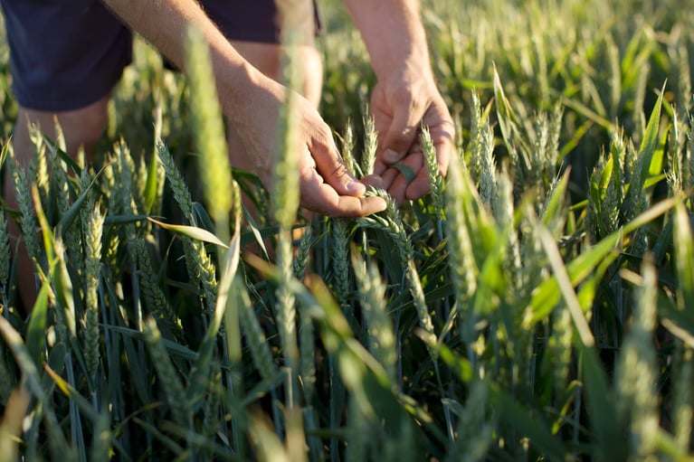 Farmer checking wheat ears 2