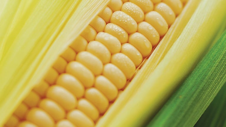 gmo report 1200x630