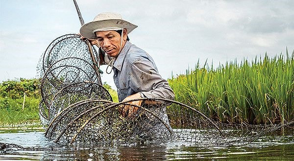 hybrid-rice.png
