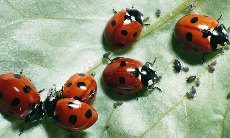 321-lady-bugs-leave.png