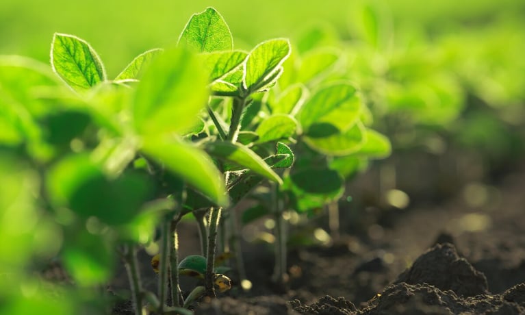 324-growing-plants.png
