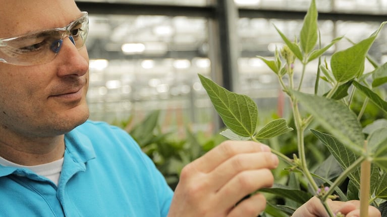 researcher inspecting soybeans 3