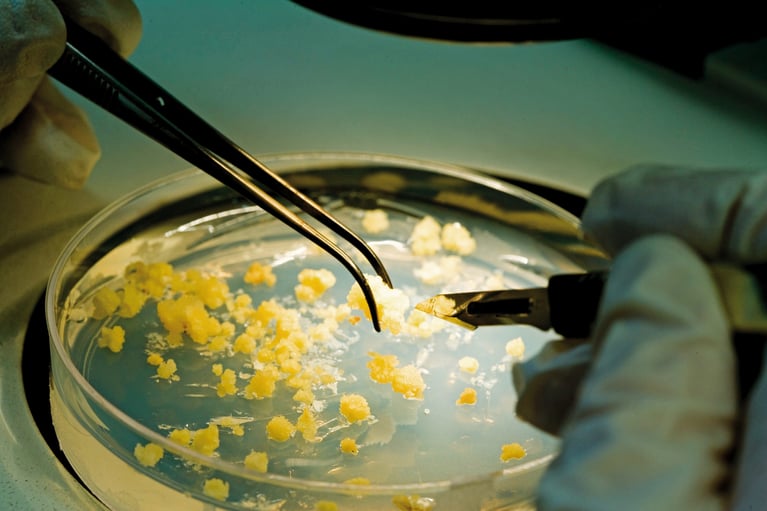 Investigación en laboratorio con semillas en placa de cultivo, análisis genético y desarrollo de breeding de precisión en agricultura