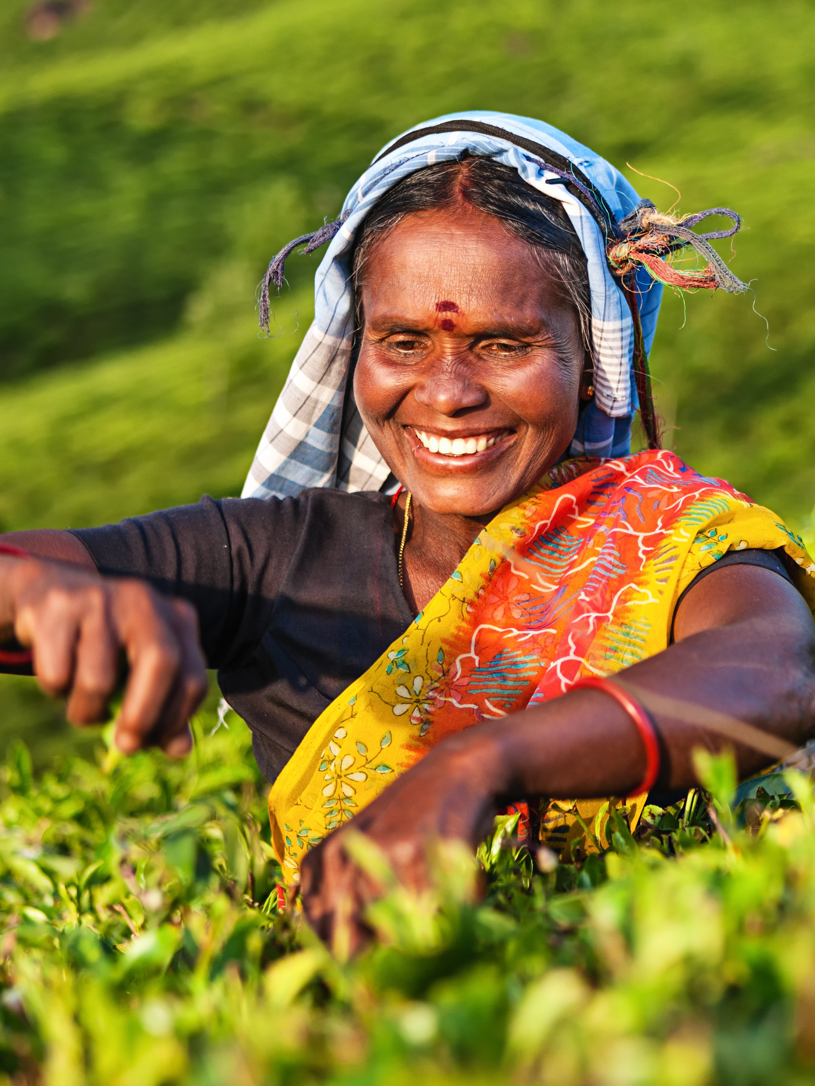 Asian women plucking tea leaves