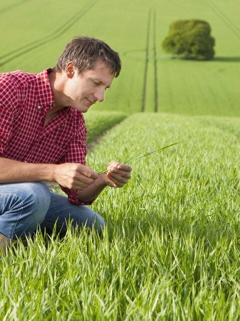 farmer inspects seedling