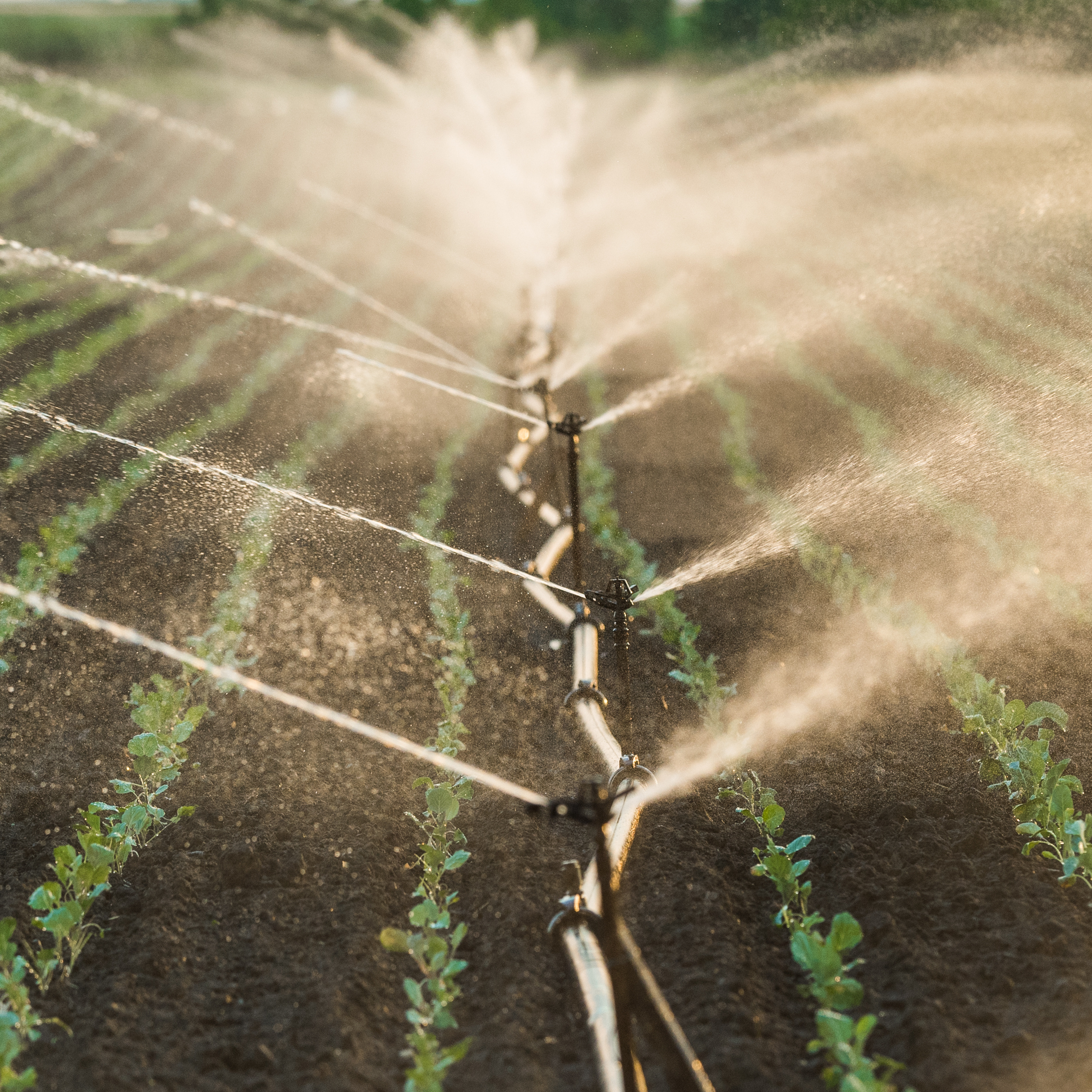 irrigation_in_a_soy_field.jpeg