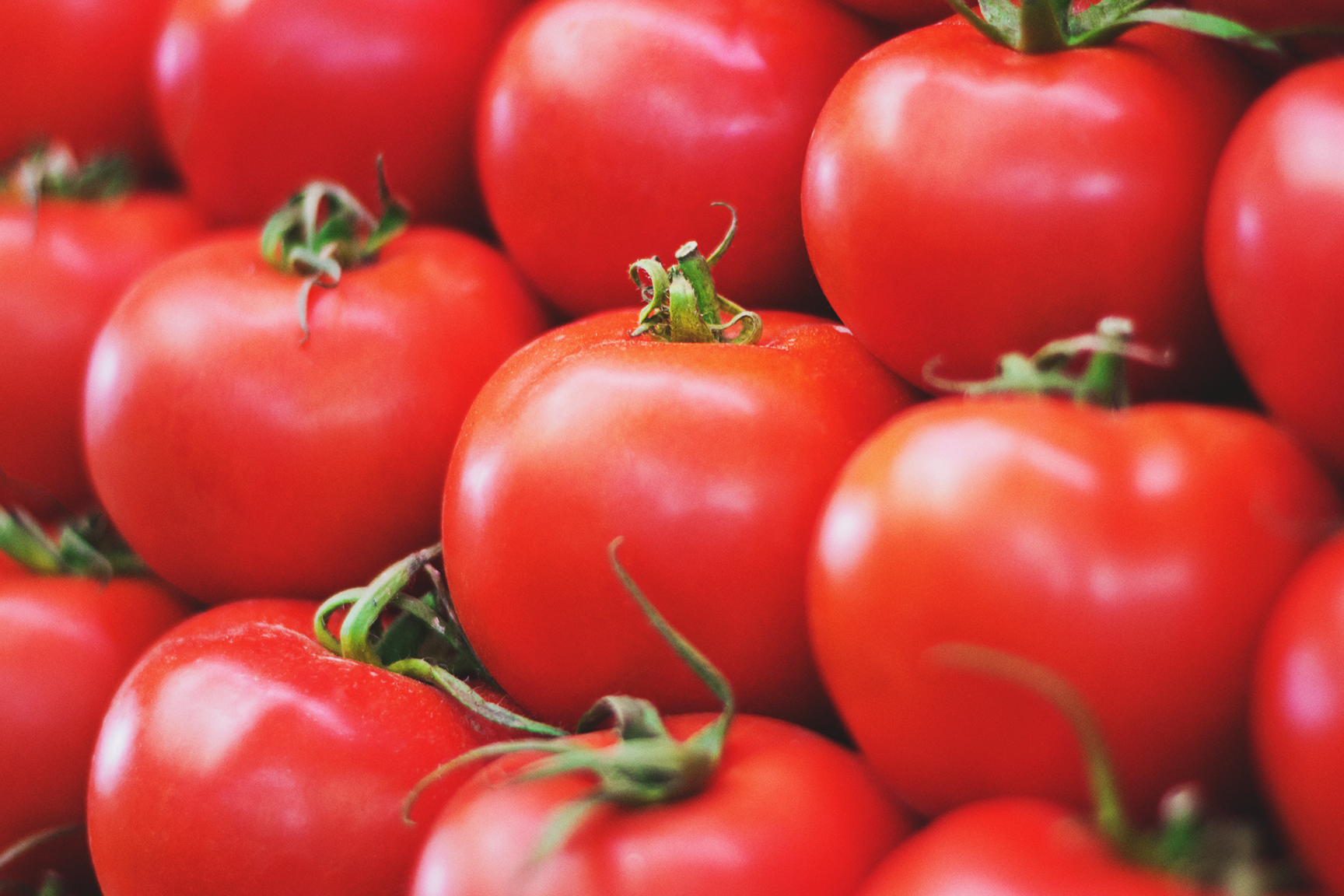tomatoes