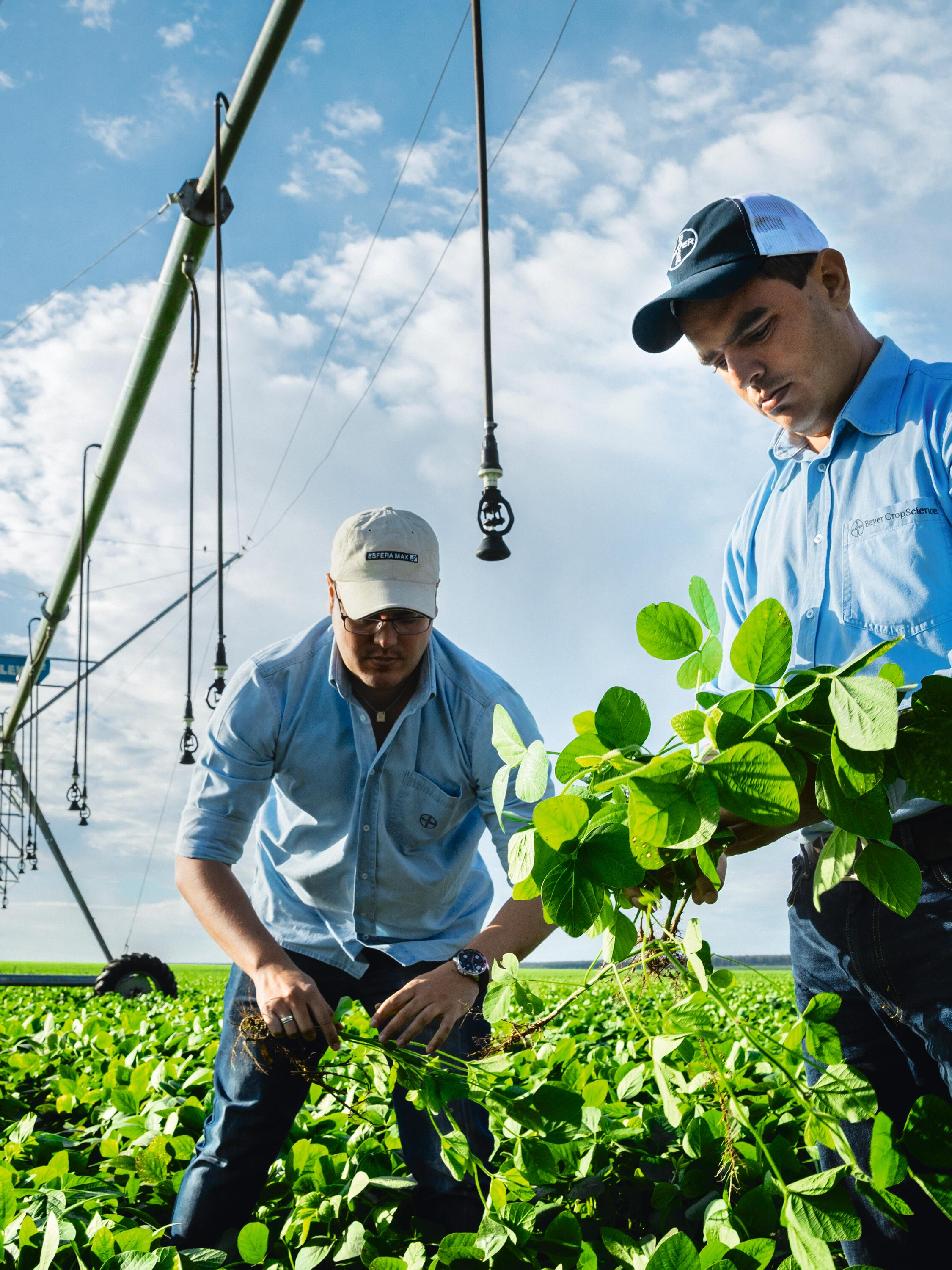 Vyconic Soybeans