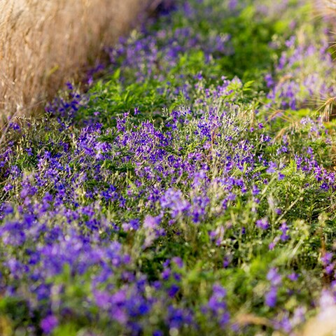purple flower filed