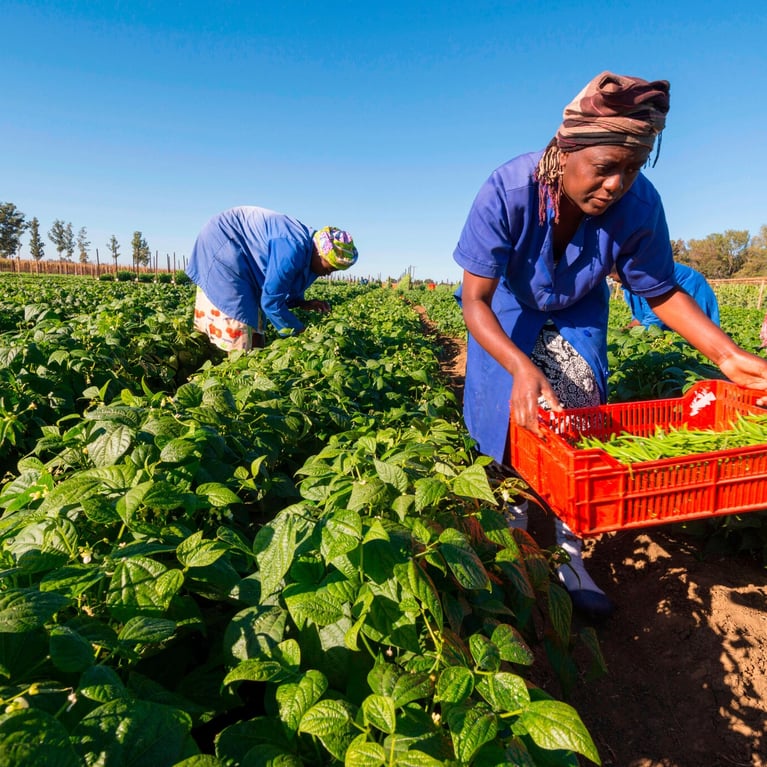 smallholders harvesting beans 1