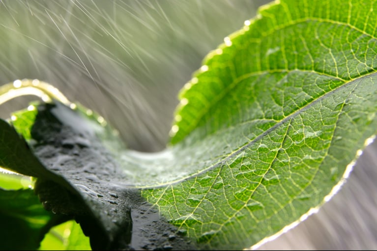 leaves in rain