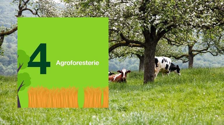 5-bonnes-pratiques-decarbonation4.png