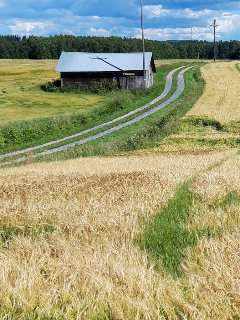 Suomalainen viljapelto