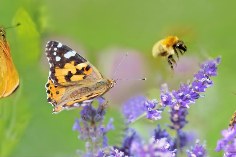 butterfly on lavender flower