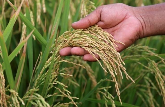 hand-holding-paddy-seeds.jpg