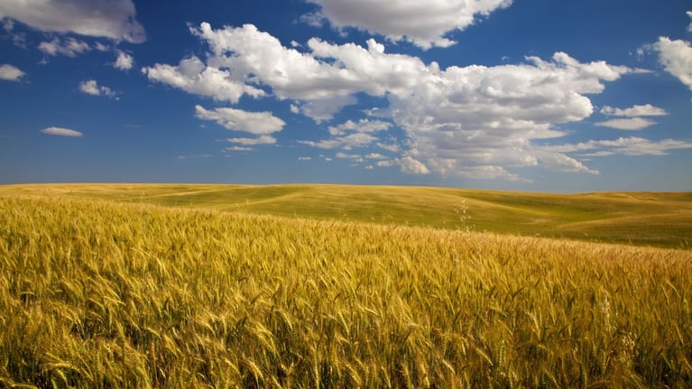 wheat field cloudy sky 2 1500x1000