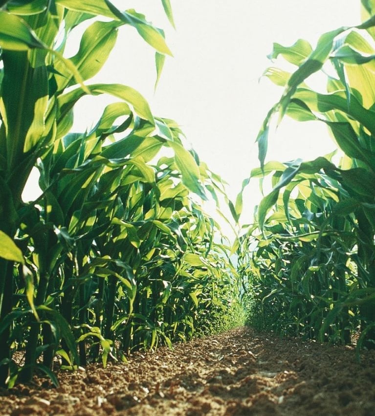 Portfolio Crop Bayer