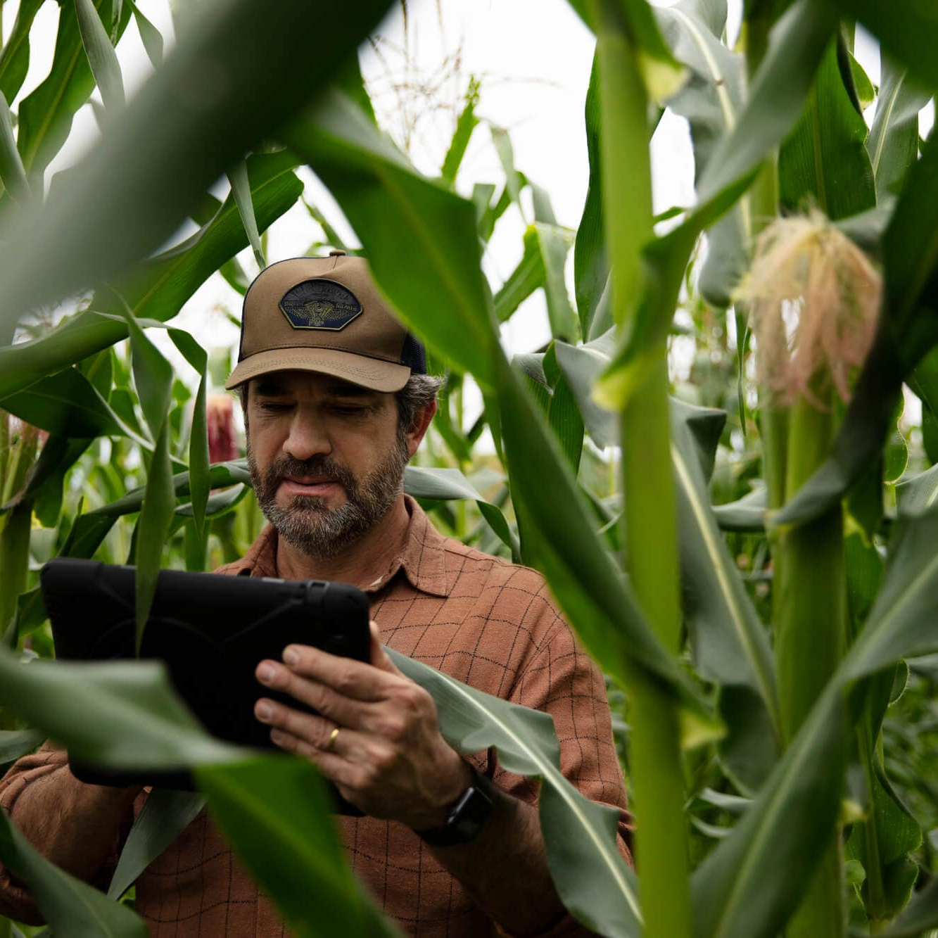 Landwirt mit Tablet im Maisfeld 1 0