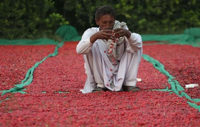 60-decibels-at-bayer-corporation-seminis-7864-hot-pepper-pakistan-report-oct-2024-1.jpeg