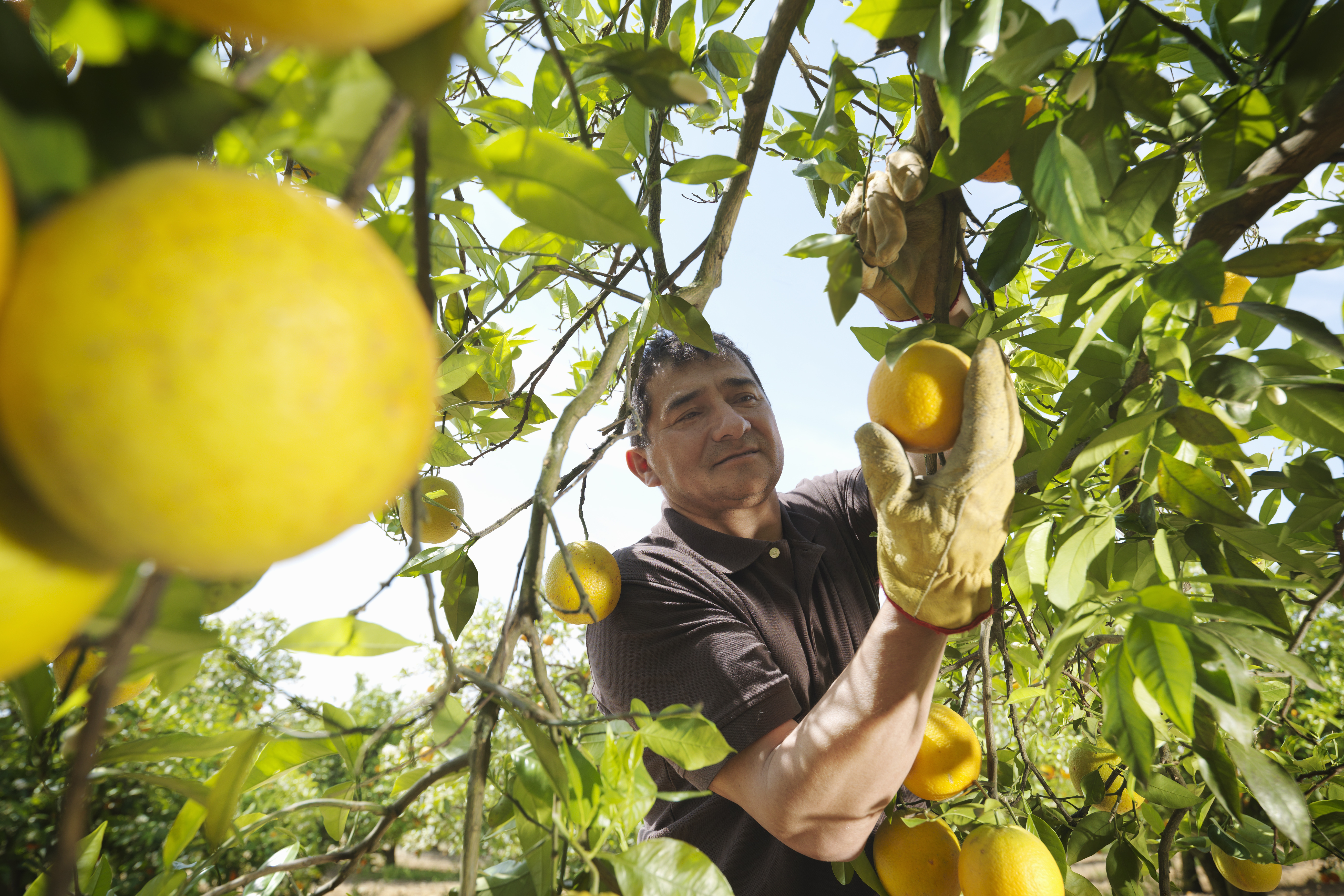 man picking oranges