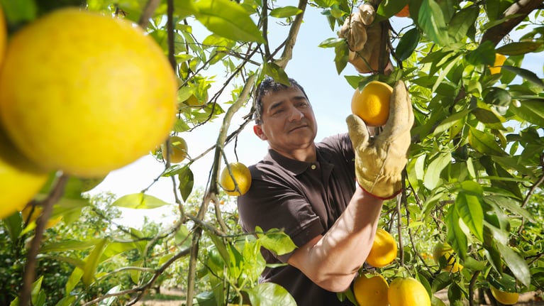 man picking oranges