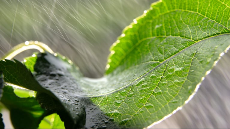 detail of a leaf.png